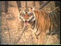 Bengal Tiger Mating