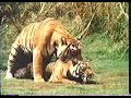 Bengal Tiger Mating