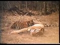 Bengal Tiger Mating