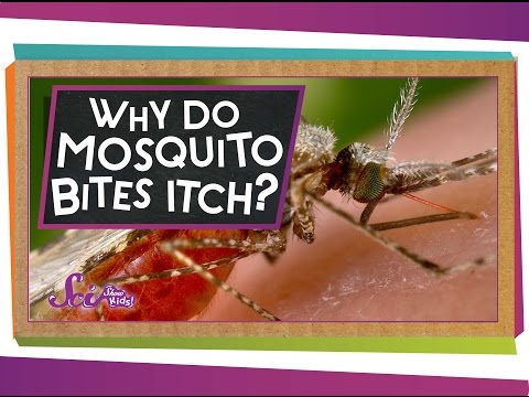 Unit 12-Why Do Mosquito Bites Itch? Thumbnail