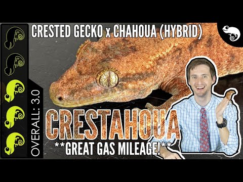 YouTube reptile video