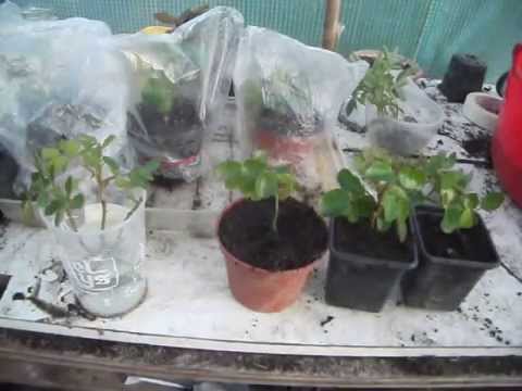 how to take rose cuttings