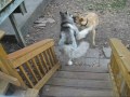 120lb Bull Mastiff vs. 140lb 6'2'' Timber Wolf