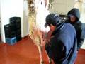 videos de Matando o Carneiro