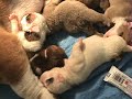 Macy's-NewBorn-English-Bulldog-Puppies.avi
