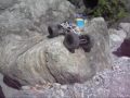 hustler rock crawling hustler rock crawling