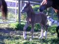 videos de gracie