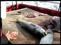 Cleaning Blue Fish Cleaning Blue Fish