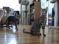 Bengal Fetch Bengal Fetch