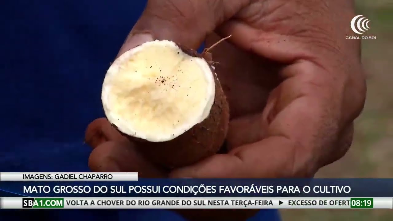 Mato Grosso do Sul apresenta condições favoráveis para o cultivo da mandioca