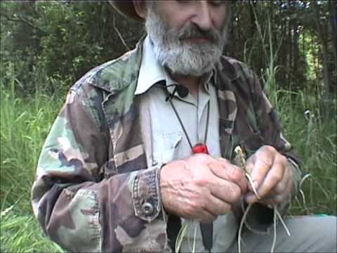 how to harvest willow bark