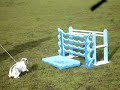 BunnyJumping BunnyJumping