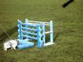 BunnyJumping