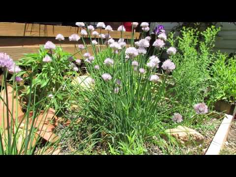how to transplant chives