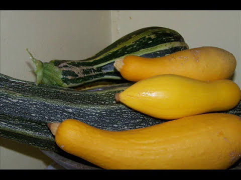 how to plant squash seeds