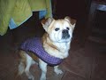 Mis perritos 2 Mis perritos 2