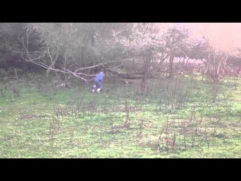 - Fallowfen Training Kennels - Fallowfen Training Kennels