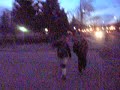 bailo/filmo a los ingleses de atras (?)