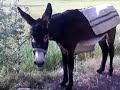 çok komik olaylar.eşek.köy.arabalar.chp.çok komik bir olay...