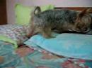 Roll, Roll, Roll Your Bed (part 2)