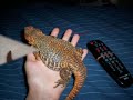 me reptiles me reptiles