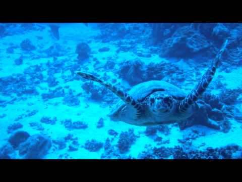 BUCEO BORA BORA