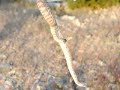 Co-Existing With Wild Venomous Snakes Co-Existing With Wild Venomous Snakes