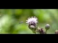 Distel afgekeurd?