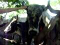videos de Las Cañas,
