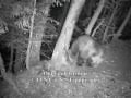 Vidéos d'Ours dans les Pyrénées - Pyrenees brown bears - France et Espagne (Val d'Aran)