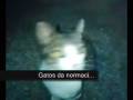 os gatos da normaci