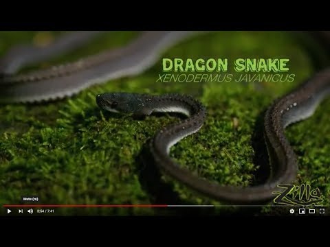 YouTube reptile video