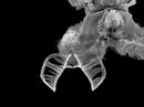 Rotifers from the bird bath with closeup SEM