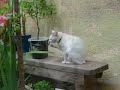 In loving memory of my cats Lucky and Beauty In loving memory of my cats Lucky and Beauty