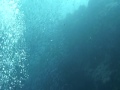 ペスカドール イワシ玉