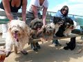 Puppy Reunion
