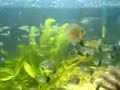 acuario morelia acuario morelia
