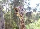 girrafe