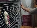 兔子訓練之進去籠子