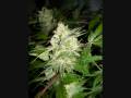 TOP44 - 18+only