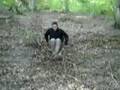 videos de arse board