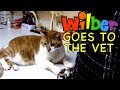 Wilber Goes to the Vet