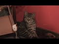 Cute Sleepy Kitten Cat Sweet