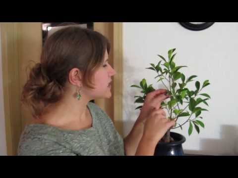 how to get rid spider mites