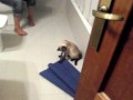 Gatita rita jugando al escondite