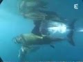 Amazing Freediving With Great White Sharks