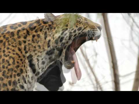 JAGUAR YAWN