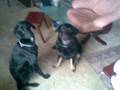 Mine hunder(my dogs)