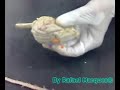Aula Pratica de Morfologia UNIDESC parte 02