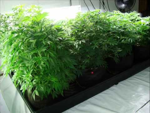 how to grow weed from a seed